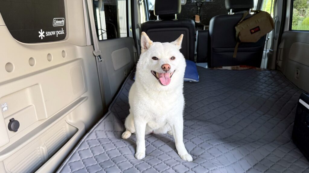クールマットの上でくつろぐ白柴のらむちゃん 