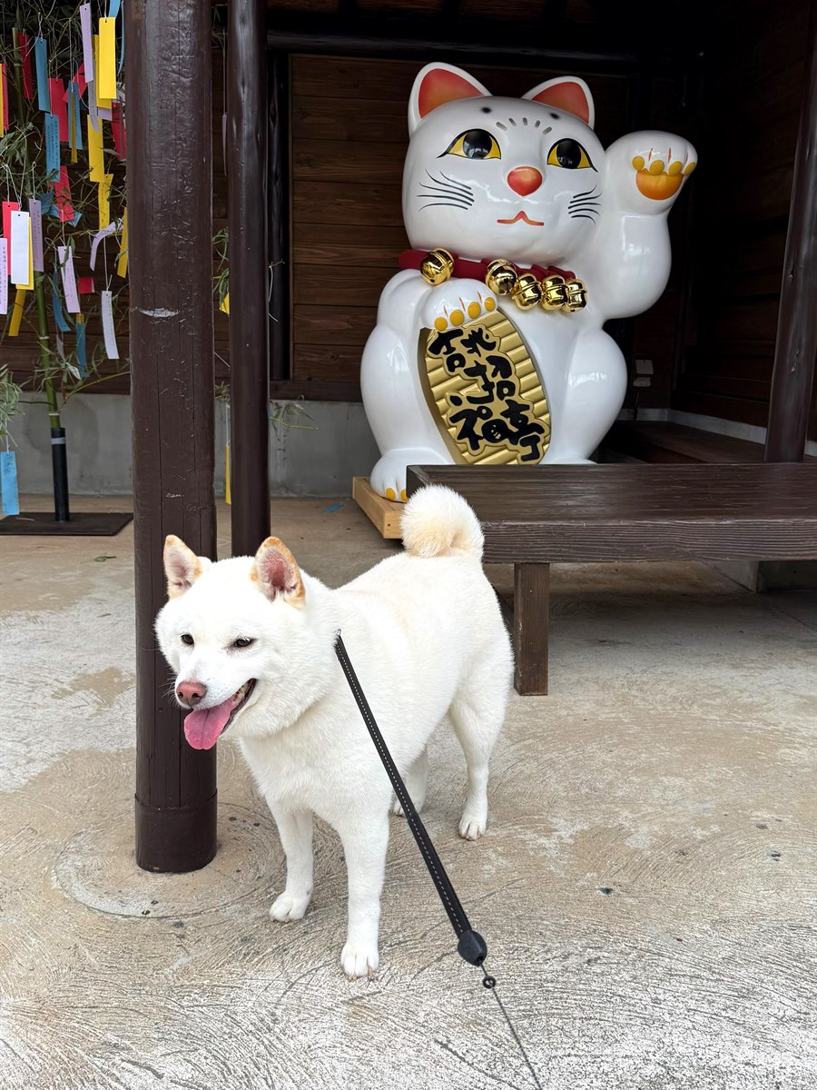 大招き猫とツーショット