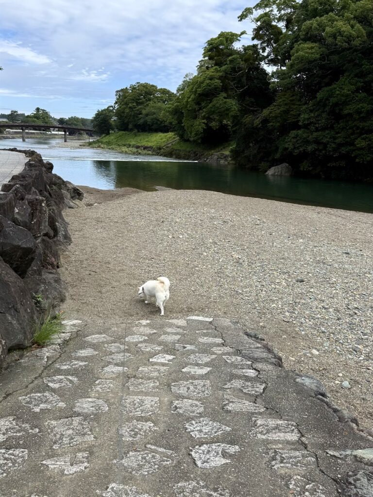 五十鈴川の川辺をお散歩。