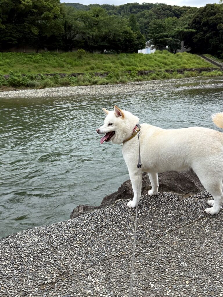 川辺でのアップ。