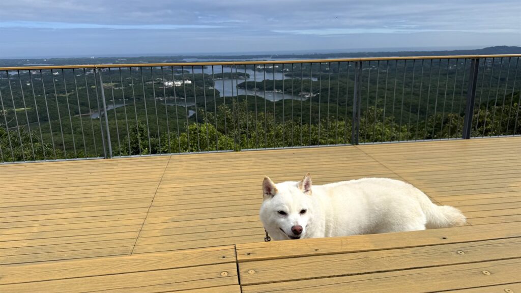展望デッキから顔を出すらむちゃん。英虞湾の絶景と一緒